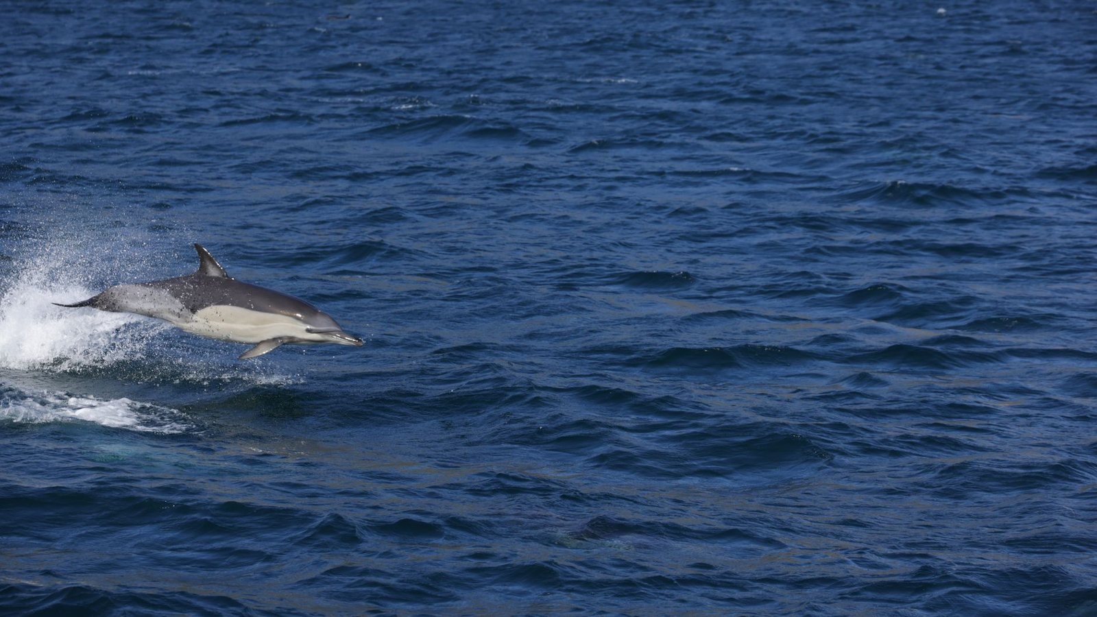 Dolphins in Lovina, Bali