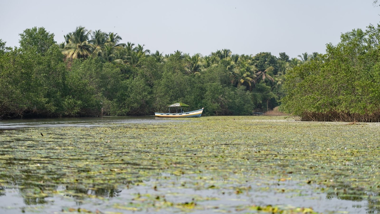 Mangroves in Nusa Lembongan, Bali
