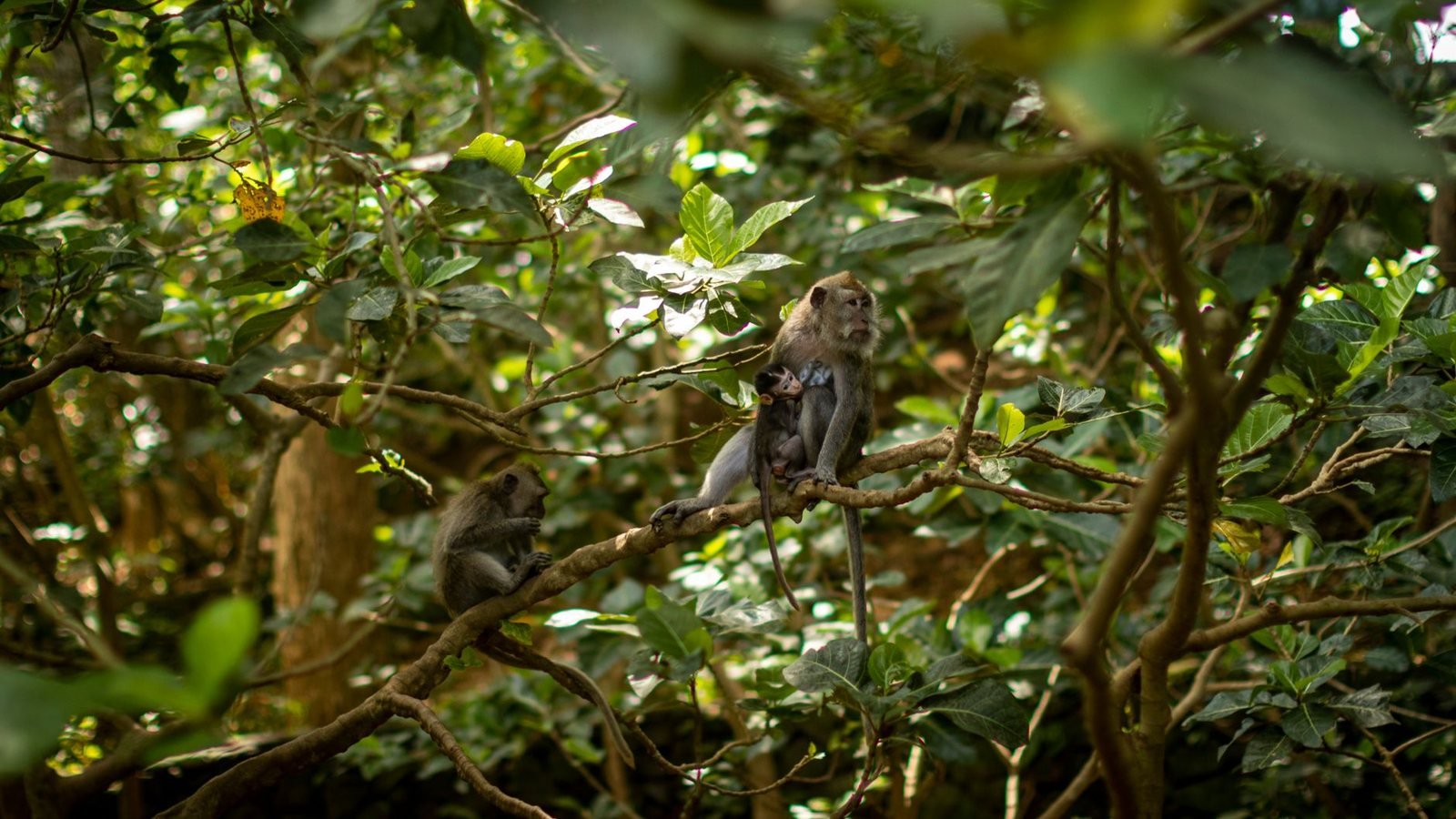 Monkey forest in Ubud, Bali