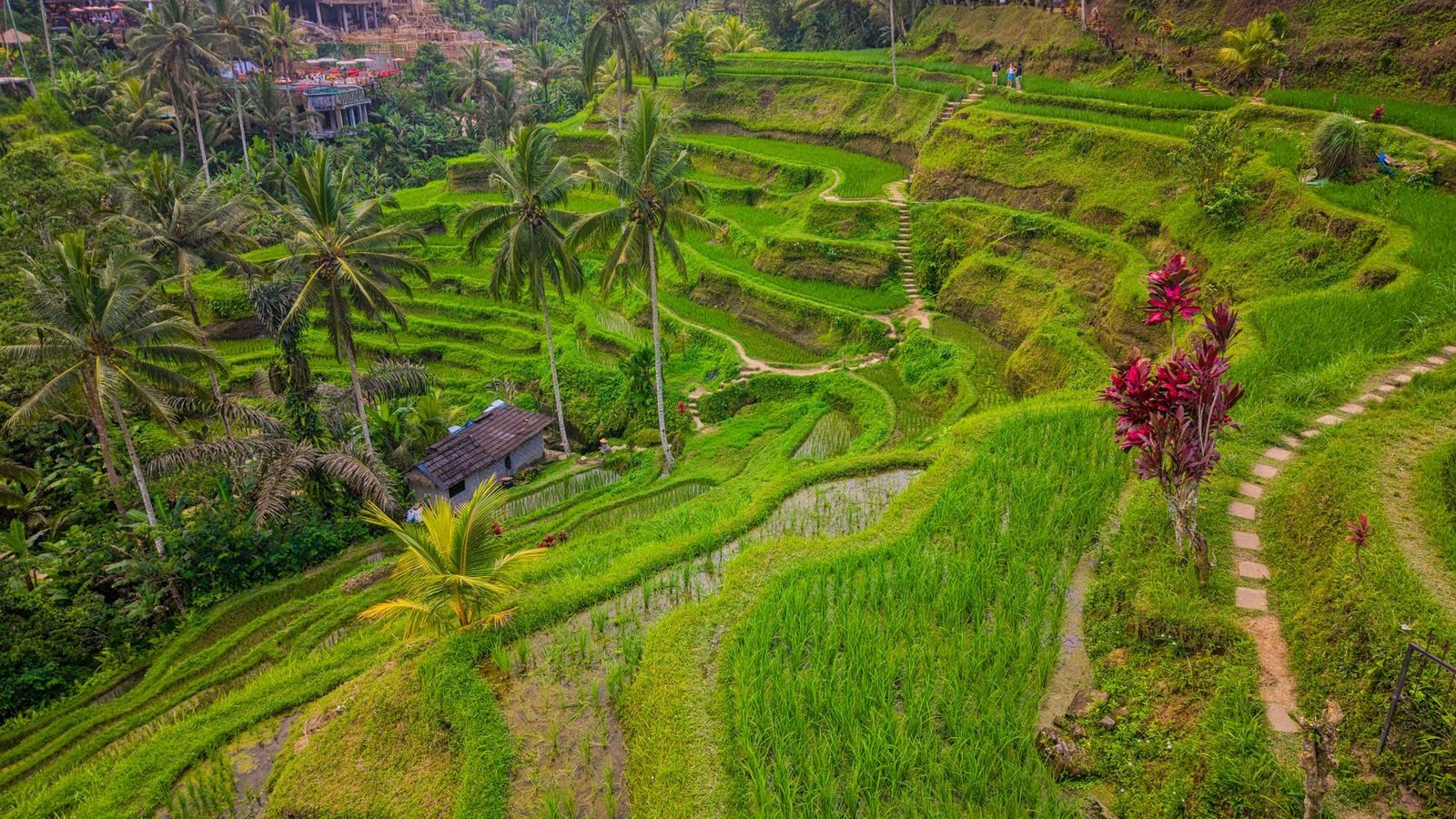 Rice terraces in Ubud, Bali