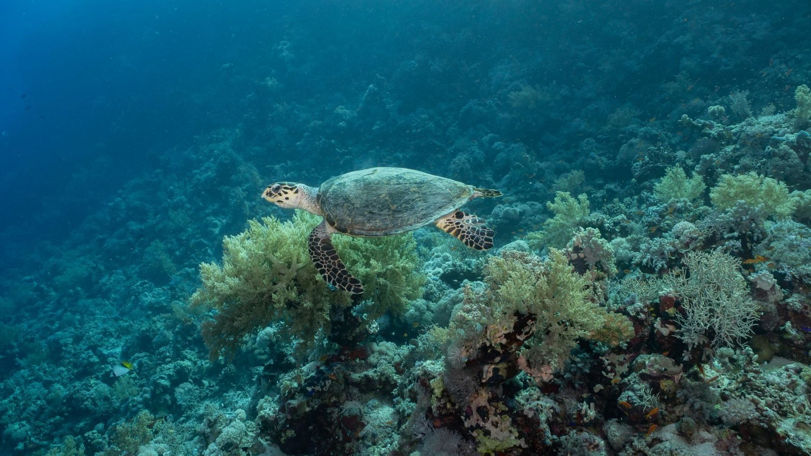 Snorkeling in Sanur, Bali